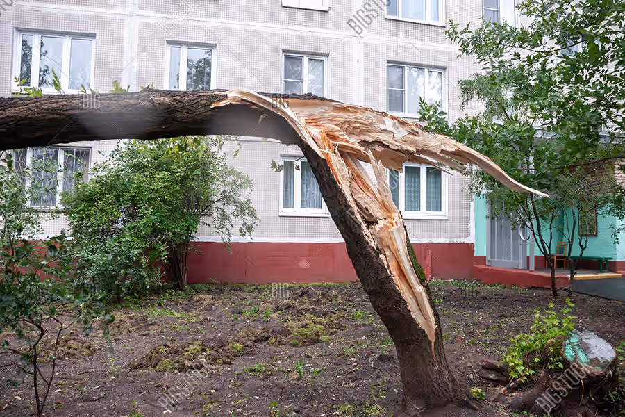 Large tree near a home showing potential risk factors