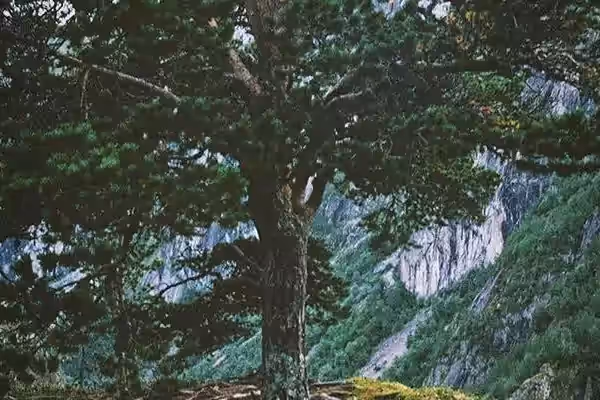 Exposed tree roots showing the wide, shallow root system