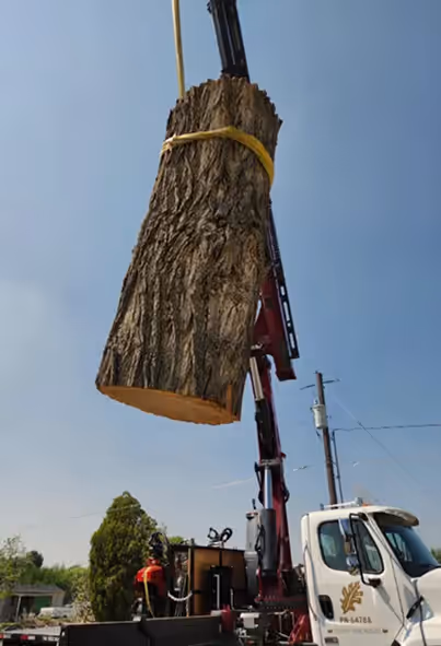 Large tree removal in progress